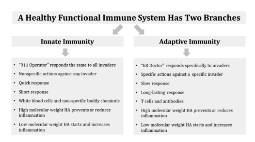 A Healthy Functional Immune System