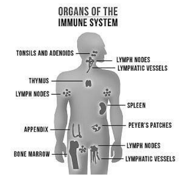 Organs of the Immune System