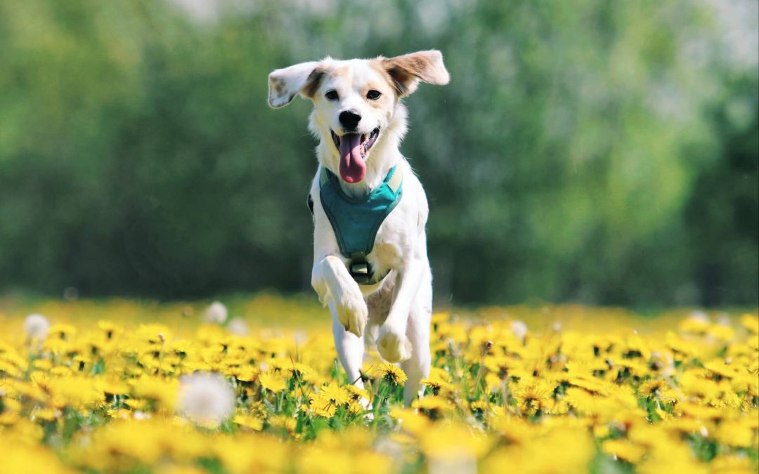 Canine Hyaluronic Acid: Unlocking the Secrets to Healthier Joints, Skin, and Mobility