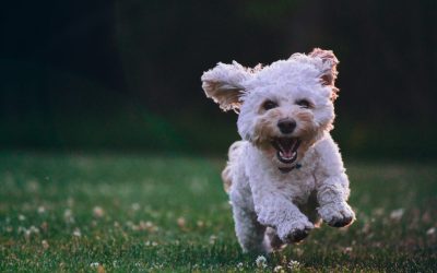 Hyaluronic Acid for Dogs: A Complete Guide to Joint, Skin, and Mobility Support
