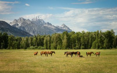 Hyaluronic Acid for Equine Health