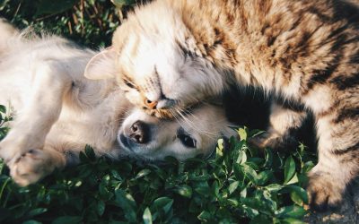 Hyaluronic Acid for Pets: What You Need to Know