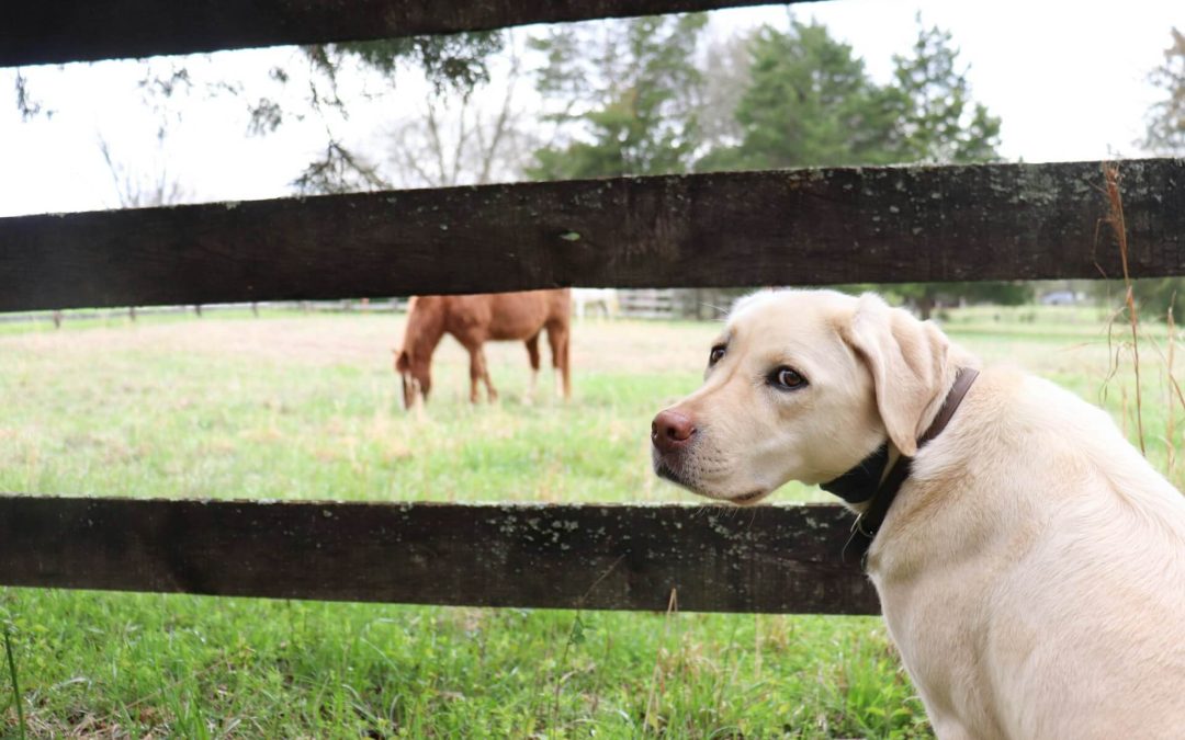 HA in Veterinary Medicine: Horses and Dogs