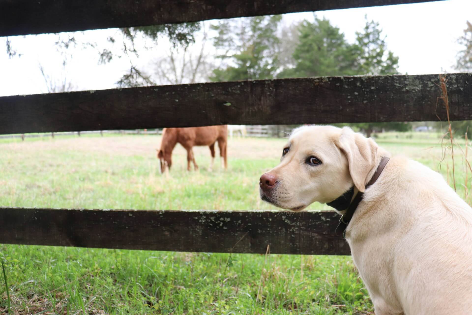 HA in Veterinary Medicine: Horses and Dogs